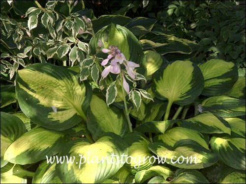 Hosta Captain Kirk